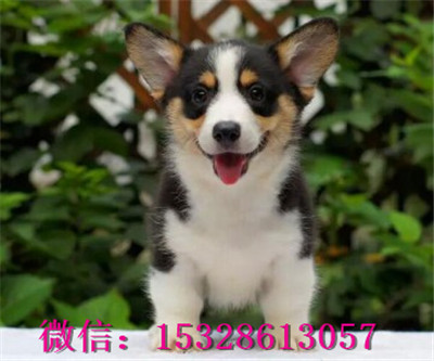 武威哪里有卖柯基犬柯基犬幼犬多少钱正宗小短