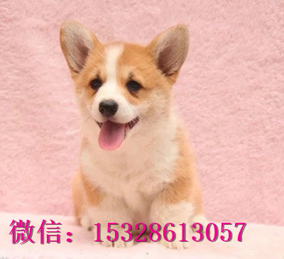 黔西南哪里有纯种柯基犬卖柯基犬幼犬多少钱带