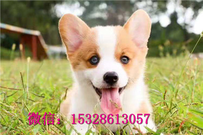 哈尔滨1哪里能买到纯种柯基犬赛级柯基犬价格小短腿柯基犬健康柯基犬