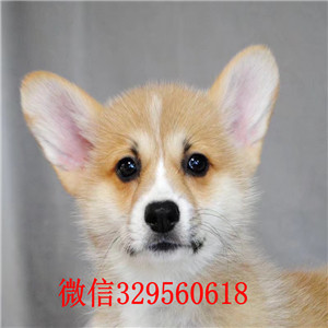 辽阳柯基犬多少钱短腿柯基犬柯基犬长大多重柯