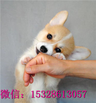 黔西南哪里有纯种柯基犬卖柯基犬多少钱一只三