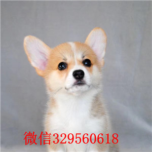 衡阳哪里有卖柯基犬  衡阳哪里可以买到柯基犬