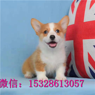 沈阳哪里有卖柯基犬赛级柯基犬价格正宗小短腿