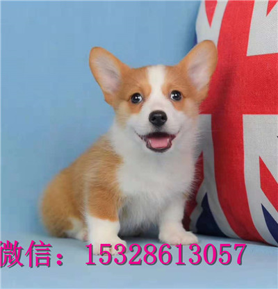 铁岭哪里有纯种柯基犬卖纯种柯基犬多少钱三色柯基犬幼犬威尔士柯基犬图片