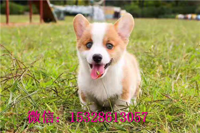 哈尔滨1哪里能买到纯种柯基犬赛级柯基犬价格小短腿柯基犬健康柯基犬