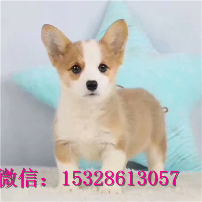 铁岭哪里有纯种柯基犬卖纯种柯基犬多少钱三色