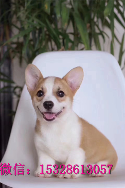 莱芜1哪里有卖柯基犬赛级柯基犬价格柯基犬幼犬图片柯基犬舍