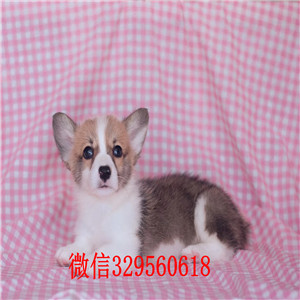 聊城柯基犬犬舍短腿柯基犬柯基犬长大多大柯基