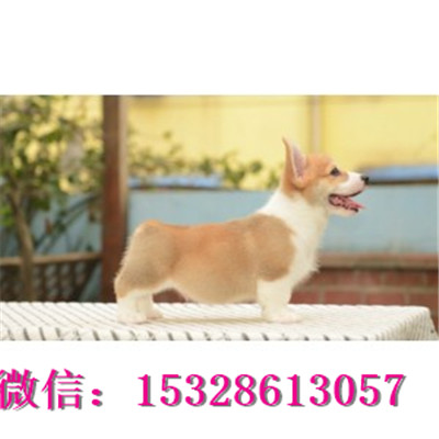 白城1哪里有卖柯基犬威尔士柯基犬多少钱双色