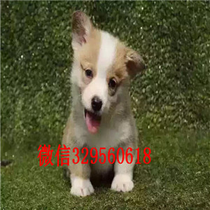 东营哪里有卖柯基犬幼犬哪里有纯种柯基出售高