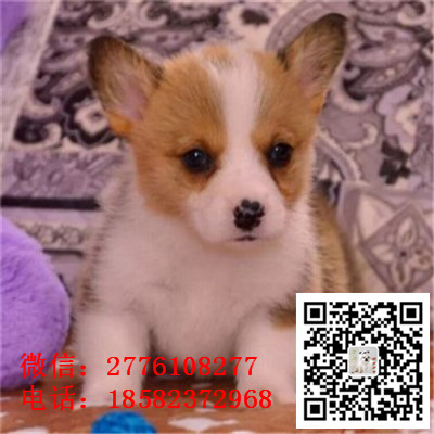 北京哪里有纯种健康的柯基幼犬出售 双色三色小短腿柯基 柯基宝宝多少钱 柯基繁殖