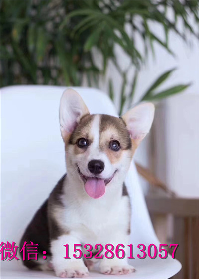 武威哪里有卖纯种柯基纯种柯基犬多少钱正宗小