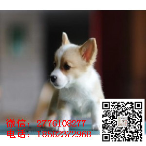 沈阳哪里有纯种柯基犬出售 柯基幼犬双色三色