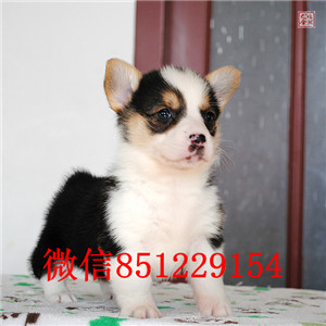 ?？谀睦锍鍪劭禄??？诖恐挚禄《掏榷嗌? width=80px height=80px /></div><div   id=