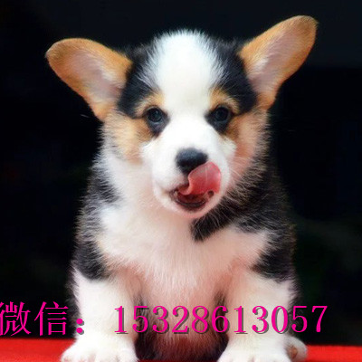 盘锦哪里有纯种柯基犬卖纯种柯基犬多少钱三色柯基犬幼犬柯基犬舍