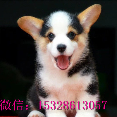 莱芜1哪里有卖柯基犬赛级柯基犬价格柯基犬幼