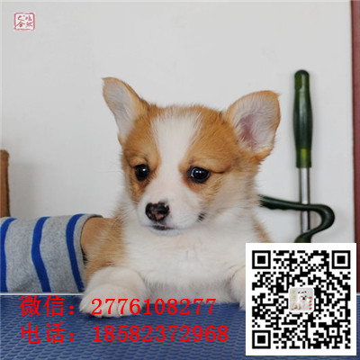 北京哪里有纯种健康的柯基幼犬出售 双色三色小短腿柯基 柯基宝宝多少钱 柯基繁殖