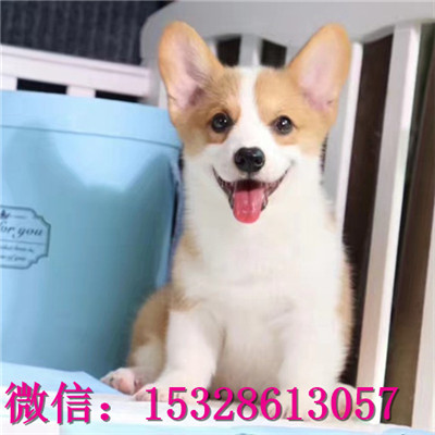 黄石1哪里有卖柯基犬赛级柯基犬价格柯基犬幼