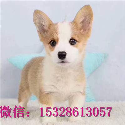 镇江1哪里有卖柯基犬纯种柯基犬多少钱双色柯