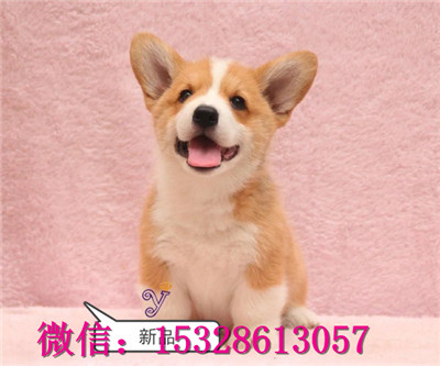 平凉哪里有卖纯种柯基纯种柯基犬多少钱正宗小短腿柯基柯基繁殖基地