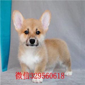 鸡西柯基犬多少钱短腿柯基犬柯基犬出售柯基犬