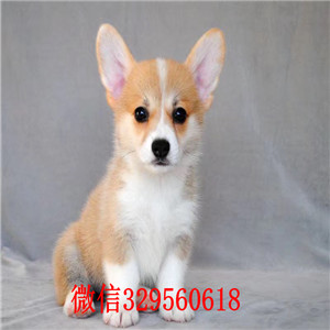 汕尾哪里有柯基犬卖纯种柯基犬出售双血统柯基