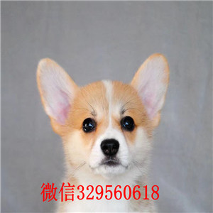 焦作柯基犬多少钱威尔士柯基犬双血统柯基犬柯基犬图片