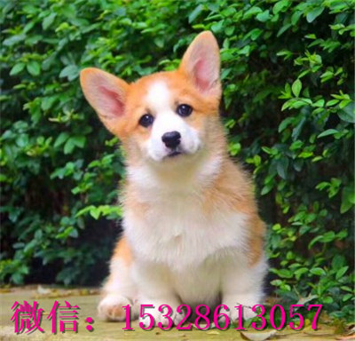 琼中哪里有柯基犬出售纯种柯基犬多少钱三色柯