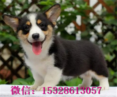 哈尔滨哪里有卖柯基犬 纯种柯基犬多少钱 赛级