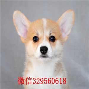 珠海柯基犬多少钱纯种柯基犬出售柯基犬长大多大柯基犬图片