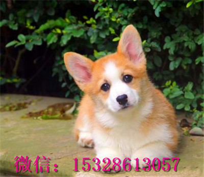 铁岭1哪里的柯基犬健康纯种柯基犬多少钱柯基犬幼犬图片柯基犬繁殖基地