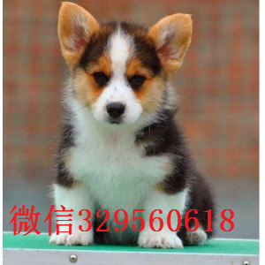 楚雄哪里有卖柯基犬幼犬哪里有纯种柯基纯种柯