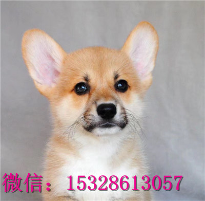 荆门哪里有纯种柯基犬卖柯基犬幼犬多少钱带血