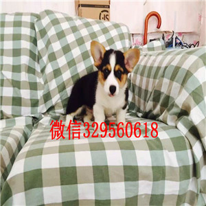 巴音郭楞哪里有出售柯基犬的柯基犬图片纯种柯基犬多少钱双血统带证书柯基幼犬