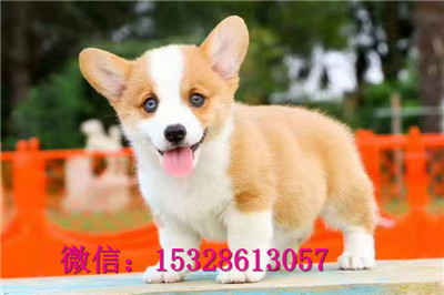 哈尔滨1哪里能买到纯种柯基犬赛级柯基犬价格小短腿柯基犬健康柯基犬