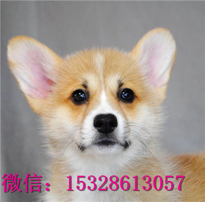 荆门1哪里有柯基犬出售威尔士柯基犬多少钱柯