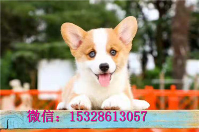 哈尔滨1哪里能买到纯种柯基犬赛级柯基犬价格