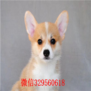 珠海柯基犬多少钱纯种柯基犬出售柯基犬长大多大柯基犬图片