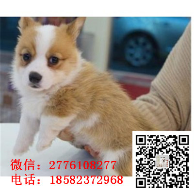 北京哪里有纯种健康的柯基幼犬出售 双色三色小短腿柯基 柯基宝宝多少钱 柯基繁殖