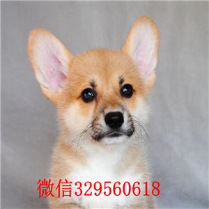 焦作柯基犬多少钱威尔士柯基犬双血统柯基犬柯基犬图片