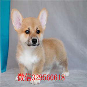 黑河哪里有柯基犬卖短腿柯基犬赛级柯基犬出售