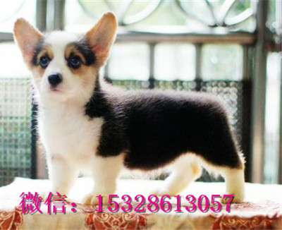 金昌哪里有柯基犬出售柯基犬幼犬多少钱三色柯