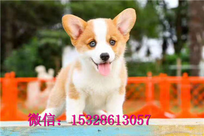 哈尔滨1哪里能买到纯种柯基犬赛级柯基犬价格小短腿柯基犬健康柯基犬