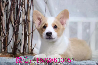 盘锦哪里有纯种柯基犬卖纯种柯基犬多少钱三色柯基犬幼犬柯基犬舍