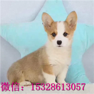 平凉哪里有卖纯种柯基纯种柯基犬多少钱正宗小短腿柯基柯基繁殖基地