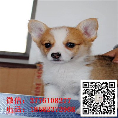 北京哪里有纯种健康的柯基幼犬出售 双色三色