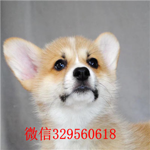 牡丹江柯基犬犬舍威尔士柯基犬柯基犬出售柯基