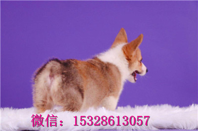 平凉哪里有卖纯种柯基纯种柯基犬多少钱正宗小短腿柯基柯基繁殖基地