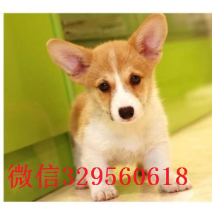 黔东南柯基犬多少钱一只哪里有纯种柯基纯种柯