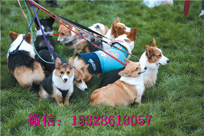 绥化哪里有卖纯种柯基柯基犬多少钱一只三色柯